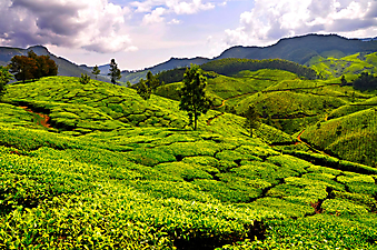 Чайные плантации. (Код изображения: 19006)