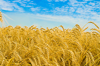Золотое пшеничное поле. (Код изображения: 19018)