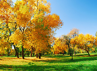 Осенний парк. (Код изображения: 19028)