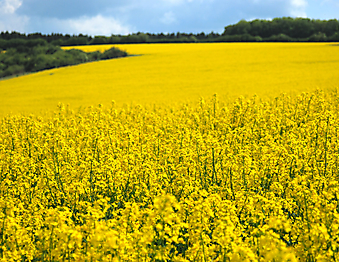 Желтое поле. (Код изображения: 19032)