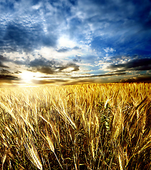 Пшеничное поле. (Код изображения: 19055)
