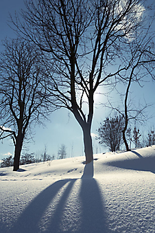 Зимний день. (Код изображения: 19061)