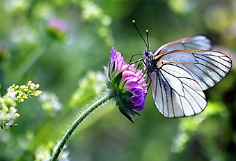 Белая бабочка на цветке (Каталог номер: 19064)