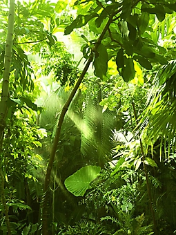 Дождь в тропическом лесу (Каталог номер: 19073)