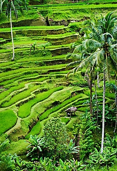 Рисовые террасы, Бали (Каталог номер: 19077)
