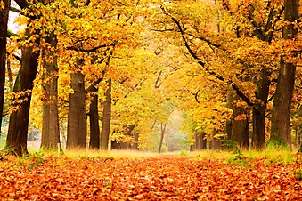Яркий осенний лес (Каталог номер: 19082)