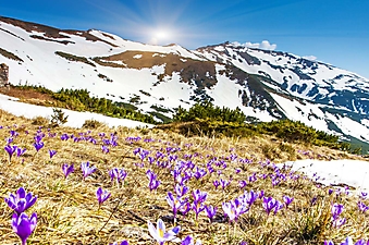 Весна в горах (Каталог номер: 19084)