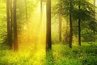 Солнце в лесу (Каталог номер: 19092)
