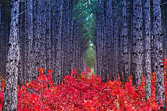 Красный осенний лес, Крым (Каталог номер: 19103)