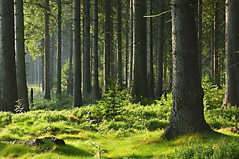 Безмятежный лесной пейзаж (Каталог номер: 19107)