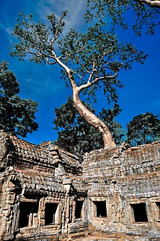 Храм в джунглях, Камбоджа (Каталог номер: 19109)