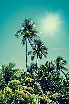Тропические пальмы (Каталог номер: 19116)