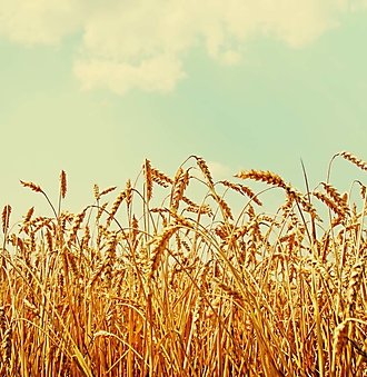 Пшеничное поле (Каталог номер: 19123)