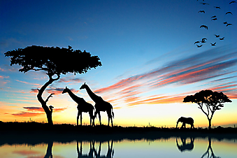 Сафари в Африке. (Код изображения: 21025)