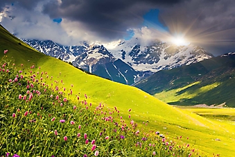 Цветы на высокогорном лугу, Кавказ (Каталог номер: 03070)
