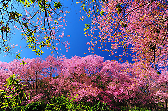 Цветение вишни. (Код изображения: 12004)