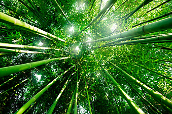 Бамбуковый лес. (Код изображения: 12010)