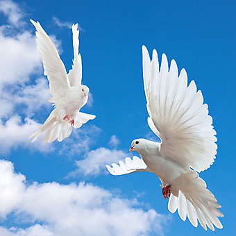 Фотообои Белые голуби и небо. (Код изображения: 12026)
