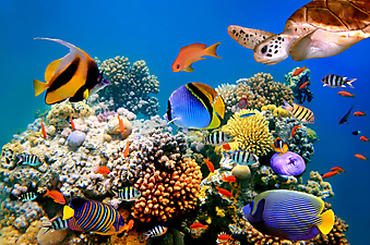 Коралловый риф. (Код изображения 07009)