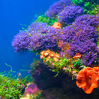 Подводная флора. (Код изображения 07033)