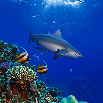 Акула на коралловом рифе (Каталог номер: 07038)