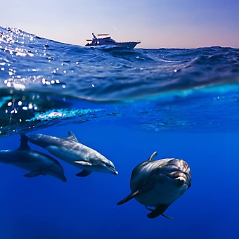 Дельфины у лодки дайверов (Каталог номер: 07042)