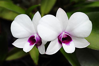 Дикая орхидея. (Код изображения:  09015)
