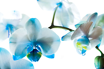  Голубая орхидея. (Код изображения: 09016)