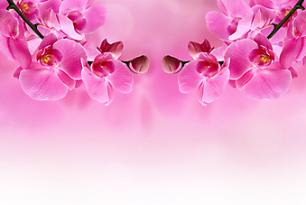 Розовый цветок орхидеи. (Код изображения: 09032)