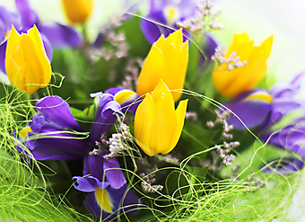 Ирисы и тюльпаны. (Код изображения: 09038)