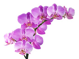 Розовые орхидеи. (Код изображения: 09045)