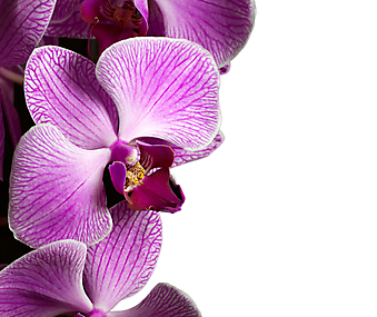 Фиолетовый цветок орхидеи. (Код изображения: 09056)