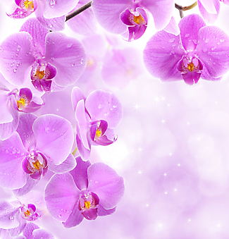 Орхидеи. (Код изображения: 09070)