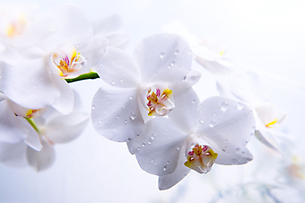 Белые орхидеи на белом фоне  (Код изображения: 09100)