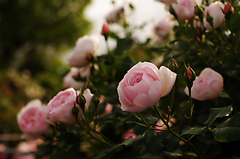 Куст садовой розовой розы. (Код изображения: 09212)