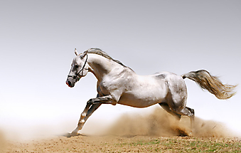 Лошадь в пыли. (Код изображения: 11007)