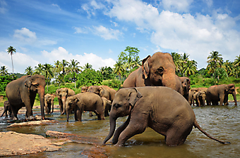 Семья слонов. (Код изображения: 11012)