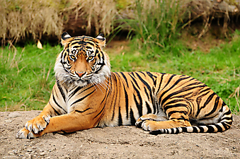 Бенгальский тигр. (Код изображения: 11014)