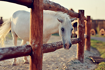 Белый конь. (Код изображения: 11018)
