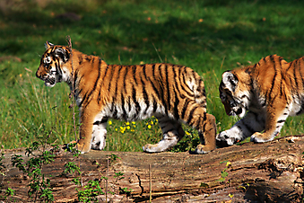 Тигрята. (Код изображения: 11023)