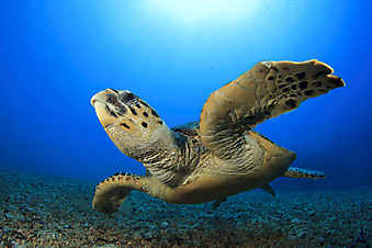 Морская черепаха. (Код изображения: 11025)