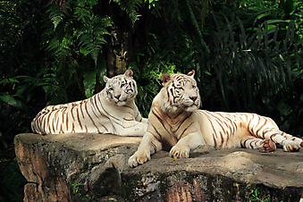 Белые тигры. (Код изображения: 11028)