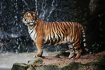 Тигр. (Код изображения: 11037)
