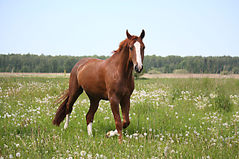 Лошадь. (Код изображения: 11040)