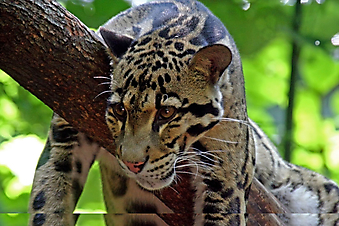 Леопард. (Код изображения: 11042)