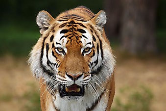 Сибирский тигр. (Код изображения: 11043)