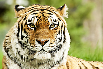 Сибирский тигр. (Код изображения: 11046)