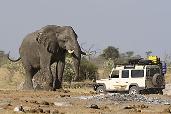 Африканский слон. (Код изображения: 11047)