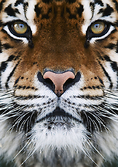 Тигр. (Код изображения: 11093)