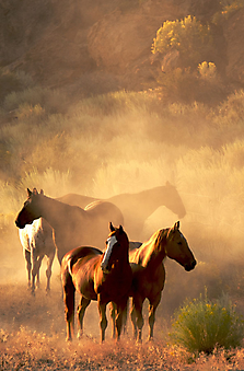 Лошади на закате. (Код изображения: 11099)